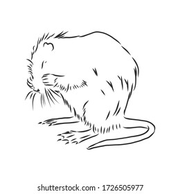 nutria black and white. nutria vector sketch illustration