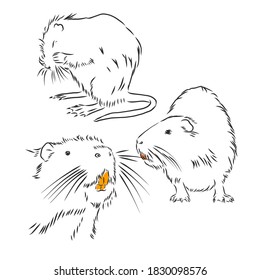 nutria black and white. nutria vector sketch illustration,