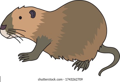 Nutria is a large rat living on the water.