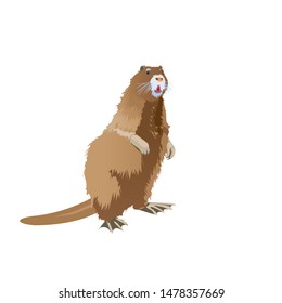 Nutria rat isolated on a white backgraund. Vector illustration.