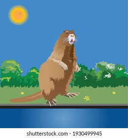 The nutria rat went out for a bathe. It stood up on its feets by the pool. Vector illustration.