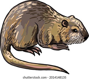 nutria rodent vector image isolated