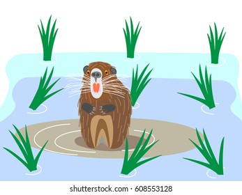 The nutria which damages the rice field.