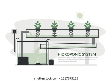 Nutrient film technique (NTF) Hydroponic system