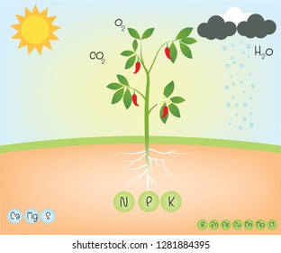 nutrient of a plant