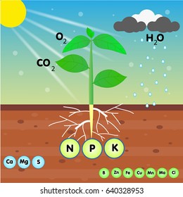 The Nutrient Of A Plant