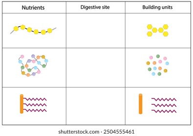 Nutrients, carbohydrates, lipids and proteins. Digestive and absorption sites. Building units, Glucose, Amino acids, Glycerol and Fatty acids molecules. Scientific vector illustration.