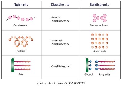 Nutrients, carbohydrates, lipids and proteins. Digestive and absorption sites. Building units, Glucose, Amino acids, Glycerol and Fatty acids molecules. Scientific vector illustration.