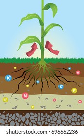 Nutrients Needed For Plants , Nitrogen, Potassium And Phosphorus , Fertilizer / Main Nutrients For Plants , Root System