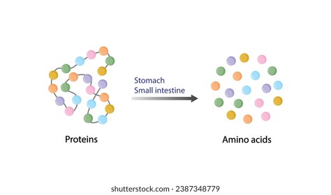 Nährstoffe, Proteine. Verdauungs- und Absorptionsstellen. Baueinheiten, Aminosäuren Moleküle. Wissenschaftliche Vektorgrafik.