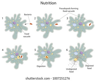 Nutrition Of Amoeba