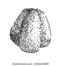 nutrition chayote healthy hand drawn. edible fresh, nutritious raw, food vegetable nutrition chayote healthy vector sketch. isolated black illustration