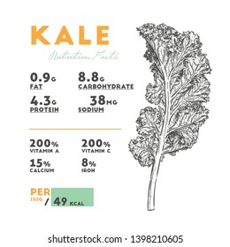 Nutrition facts of Kale, Hand draw sketch vector. Vegetable.
