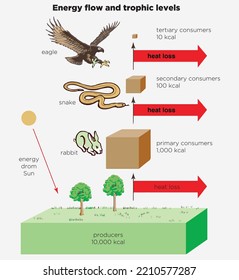 Nutritional and energy transfers between some species living in a terrestrial community food pyramid. Energy pyramid - biology - Vector