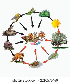 Transferencias nutricionales y energéticas entre algunas especies que viven en una pirámide alimentaria comunitaria terrestre. Pirámide energética - biología - Vector