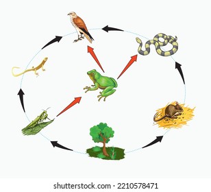 Nutritional Energy Transfers Between Some Species Stock Vector (Royalty ...