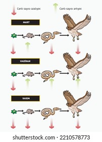 Nutritional and energy transfers between some species living in a terrestrial community food pyramid. Energy pyramid - biology - Vector