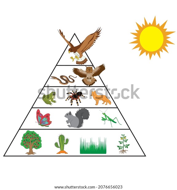 Nutritional Energy Transfers Between Some Species Stock Vector (Royalty ...