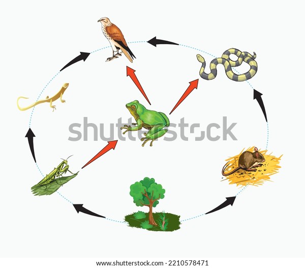 Nutritional Energy Transfers Between Some Species Stock Vector (Royalty ...