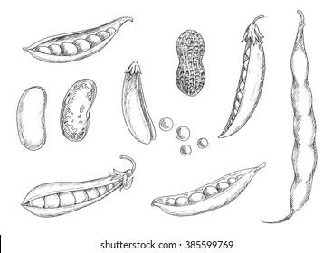 Nutritious fresh peanut in shell, open and closed pods of sweet pea, kidney and pinto beans with dried grains. Sketch icons of legumes for agriculture, harvest, vegetarian food or cooking theme