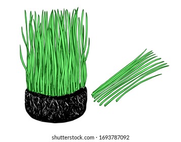 Nutritious homegrown wheat grass or barley grass plants. Isolated sprouts. Bunch of wheat with roots. Agricultural field. Growing young sprouts plant shoots. Grain crops spring soil. Vector image.