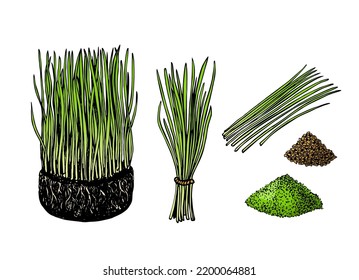 Nutriciosas plantas de trigo o de cebada de origen local. Brotes aislados. Montón de trigo con raíces. Hierba de cebada y polvo. Campo agrícola. Brotes de plantas de brotes jóvenes en crecimiento. Color del vector 