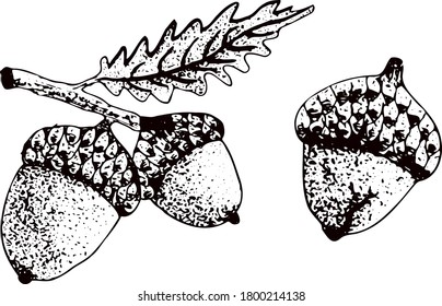 Nuts. Acorn. Set of hand drawn illustrations.