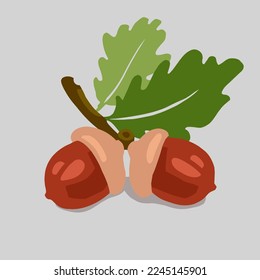 Nuts. Acorn. Vector illustration. Organic vector food. Eco healthy ingredient For poster, banner, coupon
