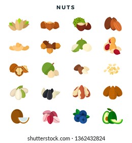 Nuts of all kinds. Various nuts, grains and seeds. Peanuts, pistachios, walnuts, hazelnuts, coconut, almonds, Brazil nuts, cashews, pine nuts, chestnut, acorn, coffee beans, sunflower seeds. Vector.