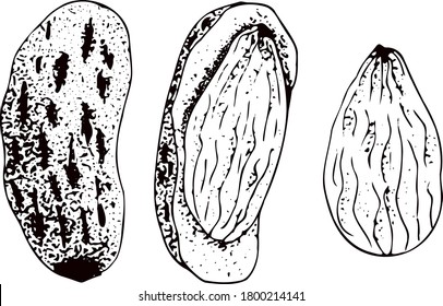 Nuts. Almond. Set of hand drawn illustrations.