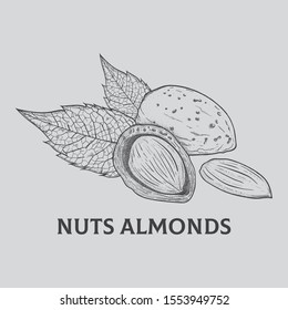 Nuts Almonds - Out Line