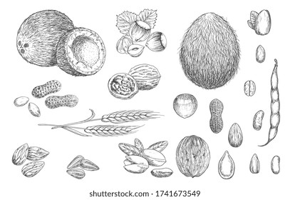 Nuts, beans and cereal seeds vector sketches. Coconut, hazelnut and peanut, walnut in shell, pistachio and almond, pumpkin and sunflower seeds, coffee, bean pod and wheat ear isolated sketch object