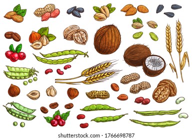 Nuts, beans, legumes and cereal crop vector sketches. Hand drawn almond nut, peanut, beans and pea pods, coconut, walnut and hazelnut, pistachio and sunflower seeds, coffee bean and berry, wheat ear