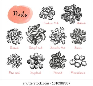Nuts big set. Collection of ink sketches isolated on white background. Hand drawn vector illustration. Retro style.