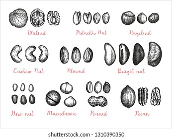 Nuts big set. Collection of ink sketches isolated on white background. Hand drawn vector illustration. Retro style.