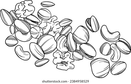 Nuts handgezeichnet botanische Illustration