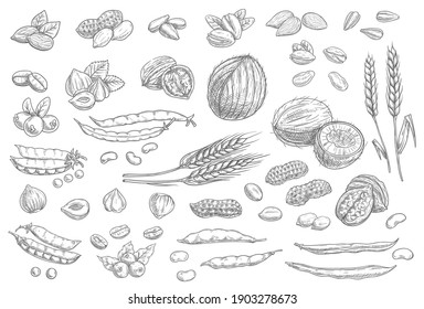 Nuts, cereal grains sketch icons cashew and almonds, peanuts and pistachio seeds, vector. Vegetarian and vegan natural raw food sketch coconut, hazelnut and walnut, peas, wheat, rye and coffee beans