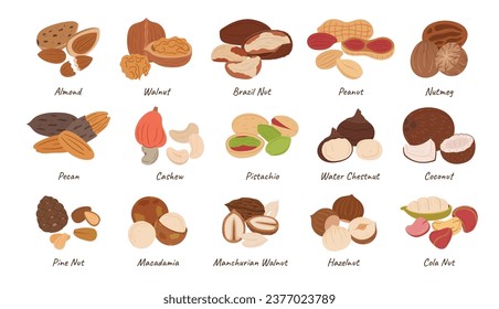 Nuts Collection, Almond, Walnut, Brazil and Peanut with Nutmeg. Pecan, Cashew, Pistachio and Water Chestnut. Coconut, Pine Nut, Macadamia and Manchurian, Hazelnut or Cola Nut. Cartoon Vector Set