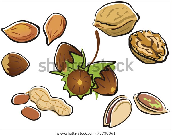 Nuts Collection Cartoon Style Isolated Illustration Stock Vector ...