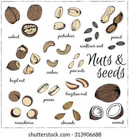 Nuts collection drawings. Sketches. Hand-drawing. Vector illustration. Elements for design.