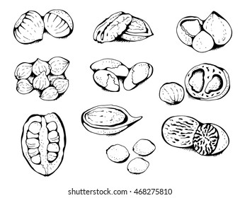Nuts collection, hand drawn set isolated on white background, vector illustration