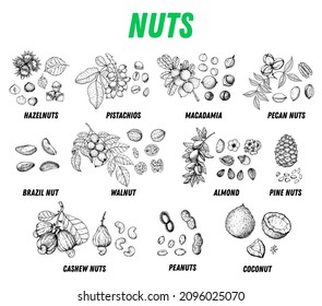 Esbozo dibujado a mano en la colección de nueces. Ilustración vectorial. Cóctel de nueces. Alimentos orgánicos saludables. Diseño de empaquetado de nueces. Estilo grabado. Color negro y blanco