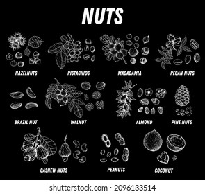 Nuts collection hand drawn sketch. Vector illustration. Nuts cocktail. Organic healthy food. Nuts packaging design. Engraved style. Black and white color