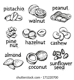 Nuts collection, hand drawn vector set