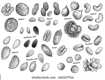 Nuts collection illustration, drawing, engraving, ink, line art, vector