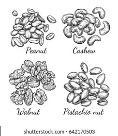 Nuts collection. Ink sketch set. Hand drawn vector illustration. Isolated on white background. Retro style.