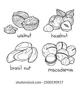 Nuts collection isolated on a white background: cashew, walnut, pistachio, hazelnut, almond, peanut, pine nuts, coconut, sunflower seeds