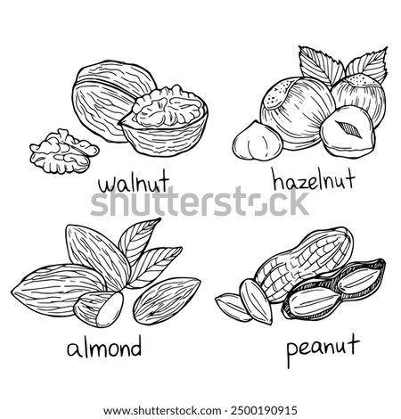 Nuts collection isolated on a white background: cashew, walnut, pistachio, hazelnut, almond, peanut, pine nuts, coconut, sunflower seeds