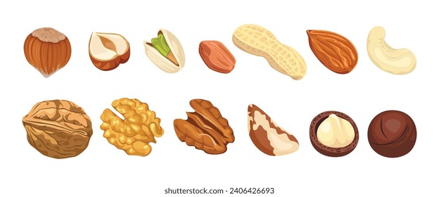 Nuts collection. Peanut, walnut, hazelnut, pecan, Brazil nut, pistachio, almond, macadamia and cashew. Vector cartoon illustration.