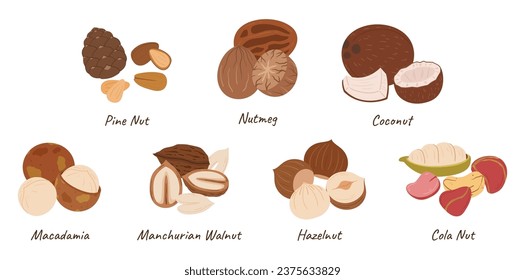 Nuts Collection, Pine Nut, Nutmeg, Coconut, Macadamia Cashew, and Manchurian Walnut, Hazelnut or Cola Nut Kernels Isolated on White Background. Cartoon Vector Illustration, Icons Set